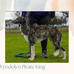 Pirate - Silken Windhound