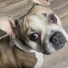 French Bulldogs and Pomeranians from P3 POM’S AND PUPPIES