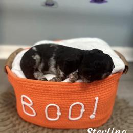 Sterling - Merle male Goldendoodle puppy in Siesta Key, Florida from Siesta Key Doodles