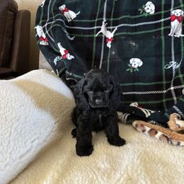 Pumpkin Girl - Black female Cocker Spaniel puppy in Kingman, Arizona from Amore’s Cockers