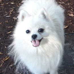 Pomeranians from Playful Palace Pomeranians