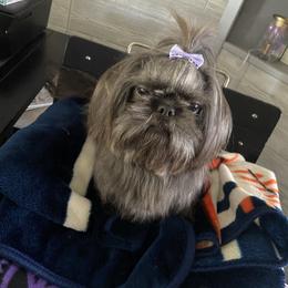 Shih Tzu Puppies from Margaret Szegda