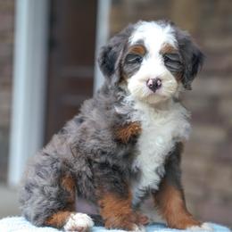 Marley - Merle male Bernedoodle puppy in Dundee, Ohio from Down Home Doodle