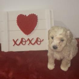 Teal Collar - Cream male Poodle puppy in Macon, Georgia from Mystic Mini Poodles