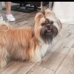 Zita - Shih Tzu