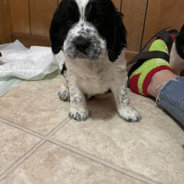 English Springer Spaniel Puppies from Cedar Ridge Kennels