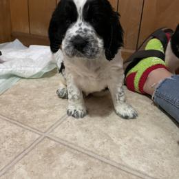 English Springer Spaniel Puppies from Cedar Ridge Kennels