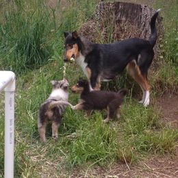 Collie Puppies from Arabella Collies