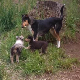 Collie Puppies from Arabella Collies