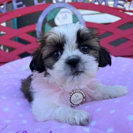 Rainbow - Black gold and white female Shih Tzu puppy in Hemet, California from Aloha Shih Tzu