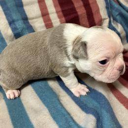 Archie - Lilac male Boston Terrier puppy in Corning, California from SB Bostons / Raksha Malinois