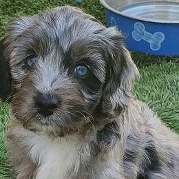 Aussiedoodles from Mini AussieDoodle Puppies