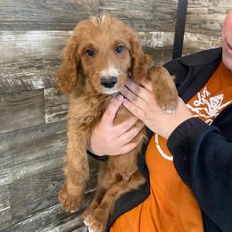 Archie - Red  male Goldendoodle puppy in Hillsdale, Michigan from My Buddy Ol’ Paws