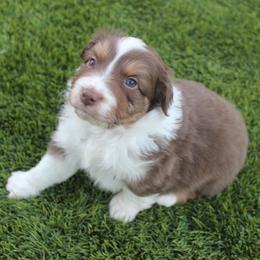Australian Shepherd Puppies from FaithsAussies