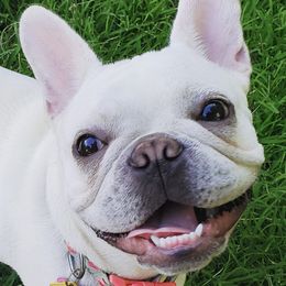 Mavis - French Bulldog