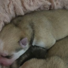 Boy No.2 'Dale' - Wolf sable male Pomsky puppy in Norfolk, Virginia from 'Brick'House Couture Pomskies