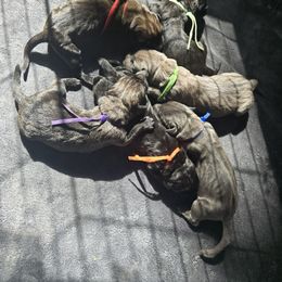 PUMPKIN - Black brindle female Cane Corso puppy in St. Cloud, Florida from Magical Creature Cane Corso