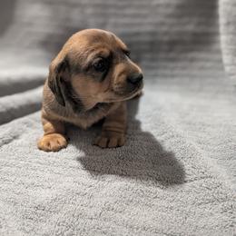 Zeus - Red male Dachshund puppy in Spring Hope, North Carolina from Hogan’s Lowrider Hounds