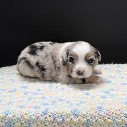 Millie - Blue merle female Miniature Australian Shepherd puppy in Covington, Pennsylvania from Rigas Mini Aussies LLC