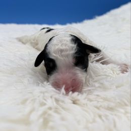Fatima - Tri-color female Bernedoodle puppy in Valrico, Florida from Shadow Kennels