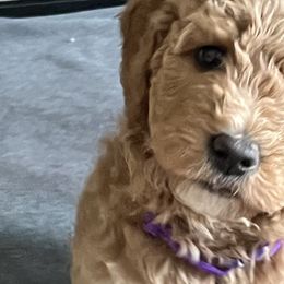 Girl 1 - Goldendoodle puppy in Christiana, Tennessee from Rechlicz Family Doodles