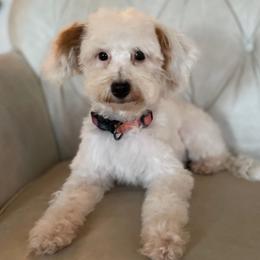 Pearl - Parti female Goldendoodle puppy in Kansas City, Kansas from Bella & Ivy’s Mini Goldendoodles of KC