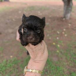 Hershey - Parti male Yorkshire Terrier puppy in Gaylesville, Alabama from Sweet Alabama Yorkies