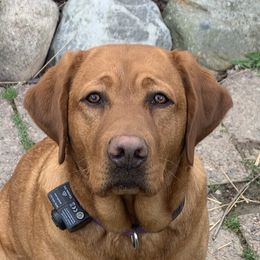 Lucy - Labrador Retriever