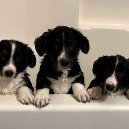 Cardigan Welsh Corgi Puppies from Grandiose Cardigan Welsh Corgis