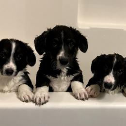 Cardigan Welsh Corgi Puppies from Grandiose Cardigan Welsh Corgis