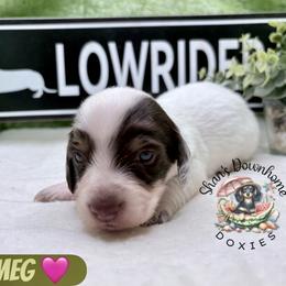 Nutmeg - Piebald female Dachshund puppy in Hockley, Texas from Shans Down Home Doxies