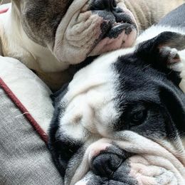 Bulldogs from Bregs Bulldogs