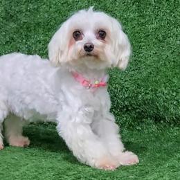 Misty - Maltese