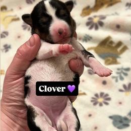 Basenji Puppies from Blue Diamond Basenjis