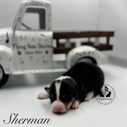 Sherman Fluffy pending with tail - Black and tan male Pembroke Welsh Corgi puppy in Casper, Wyoming from Flying Note Shorties