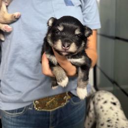 June Carter - Tri-color female Pomsky puppy in Sturgis, Kentucky from Furever Pomskies