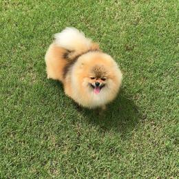 Archie - Orange sable male Pomeranian puppy in Hot Springs, Arkansas from Pomeranian Empire