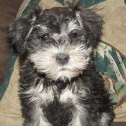 Miniature Schnauzers from Joan's Schnauzers