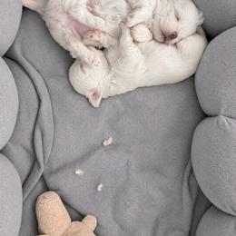 Grace - White female Maltese puppy in Coats, North Carolina from Angie's Puppies
