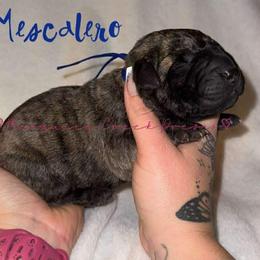 Mescalero - Tiger male Perro de Presa Canario puppy in Horizon, Texas from Mesquite Creek Kennels