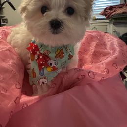 Maltese Puppies from The Royal Furbabies