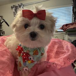 Maltese Puppies from The Royal Furbabies