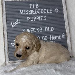 Black collar - Cream male Aussiedoodle puppy in Mount Ulla, North Carolina from Girls of anarchy farm