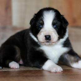 Grace - Black tri-color female Australian Shepherd puppy in Belton, Texas from Brilliant Beautiful Australian Shepherds