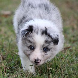 Nobel - Blue merle male Border Collie puppy in Tylertown, Mississippi from Cool Meadow Farms