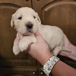 Boy 5 - Light golden male Golden Retriever puppy in Middleburg, Florida from Rise and Shine Goldens
