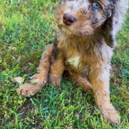 Golden Aussiedoodle and Goldendoodle Puppies from Law Doodles of SC