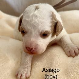 Asiago - Parti male Goldendoodle puppy in Danville, Virginia from Stella’s Stunning Goldendoodles of VA