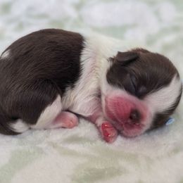 John F Kennedy - Light Blue Collar - Liver and white male Shih Tzu puppy in Troy, Ohio from Oodles of Doodles