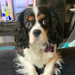 Rox - Cavalier King Charles Spaniel